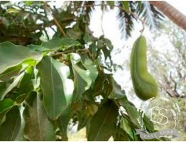 Эфирное масло перуанского бальзама