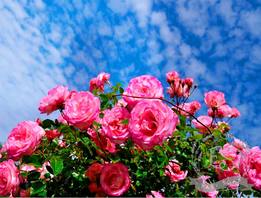 Гидролат розы (розовая вода) ПРЕМИУМ