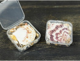 Набор ракушек №2