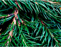 Віддушка "Ялиця Фразера" (Fraser Fir) CS Віддушка "Ялиця Фразера" (Fraser Fir) CS