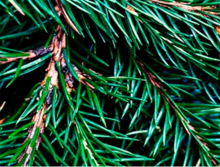 Віддушка "Ялиця Фразера" (Fraser Fir) CS
