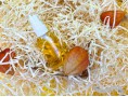 Сухое масло для ухода