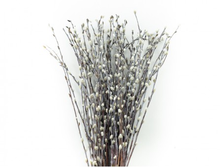Веточки Вербы, котики (натуральные)