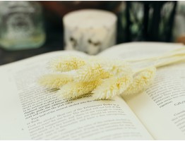 Сухоцвіт фаляріс стабілізований білий