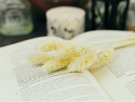 Сухоцвіт фаляріс стабілізований білий