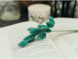 Сухоцвіт фаляріс стабілізований бірюзовий