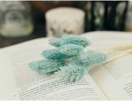 Сухоцвет фалярис стабилизированный голубой