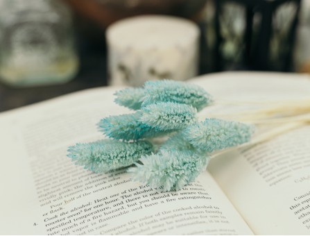 Сухоцвіт фаляріс стабілізований блакитний