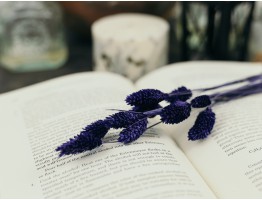 Сухоцвіт фаляріс стабілізований фіолетовий