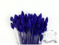 Сухоцвіт фаляріс стабілізований фіолетовий