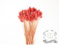Сухоцвет фалярис стабилизированный коралловый