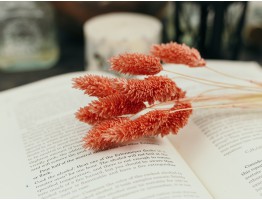 Сухоцвіт фаляріс стабілізований кораловий