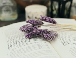 Сухоцвіт фалярис стабілізований лавандовий