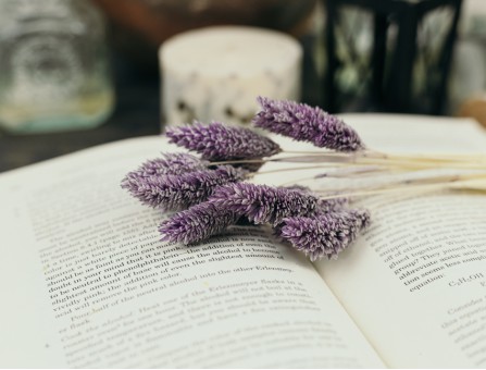 Сухоцвіт фалярис стабілізований лавандовий