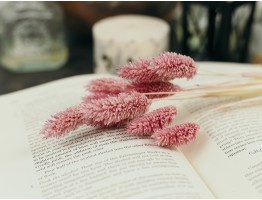 Сухоцвіт фаляріс стабілізований малиновий