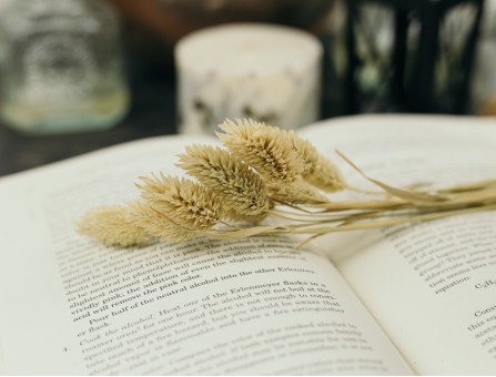 Сухоцвіт фаляріс стабілізований (нефарбований)