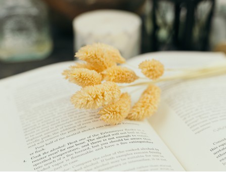 Сухоцвіт фаляріс стабілізований персиковий