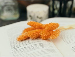 Сухоцвіт фаляріс стабілізований помаранчевий Сухоцвіт фаляріс стабілізований помаранчевий