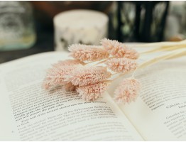 Сухоцвет фалярис стабилизированный пудровый