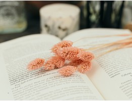 Сухоцвіт фаляріс стабілізований рожевий