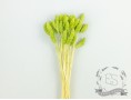 Сухоцвіт фаляріс стабілізований салатовий