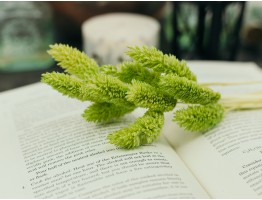 Сухоцвіт фаляріс стабілізований салатовий