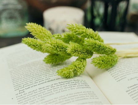 Сухоцвіт фаляріс стабілізований салатовий