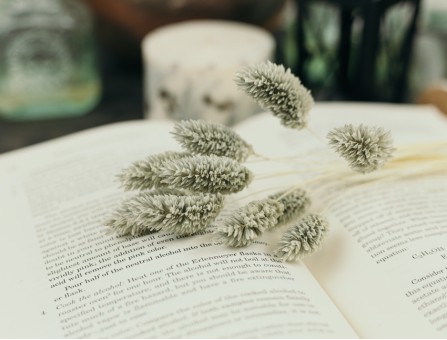 Сухоцвіт фаляріс стабілізований сірий