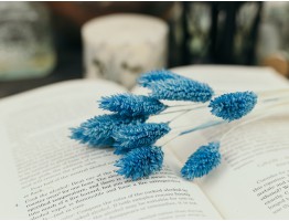 Сухоцвет фалярис стабилизированный синий