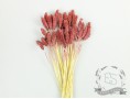 Сухоцвіт фаляріс стабілізований вишневий