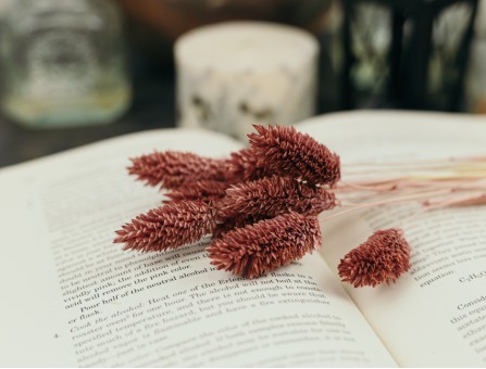 Сухоцвіт фаляріс стабілізований вишневий