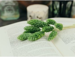 Сухоцвіт фаляріс стабілізований зелений Сухоцвіт фаляріс стабілізований зелений