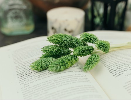 Сухоцвіт фаляріс стабілізований зелений