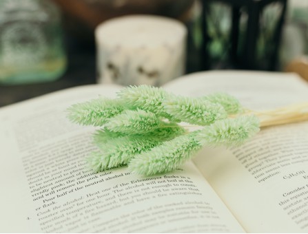 Сухоцвіт фаляріс стабілізований зелений світлий