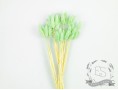 Сухоцвет фалярис стабилизированный зеленый светлый