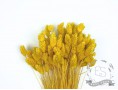 Сухоцвіт фалярис стабілізований жовтий
