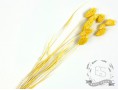 Сухоцвіт фалярис стабілізований жовтий