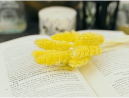 Сухоцвіт фалярис стабілізований жовтий Сухоцвіт фалярис стабілізований жовтий