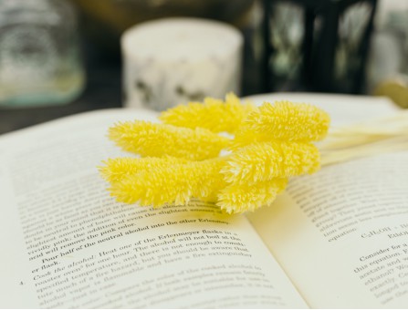 Сухоцвіт фалярис стабілізований жовтий