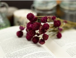 Сухоцвіт гомфрена хааґ (фуксія) букет