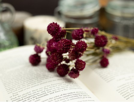 Сухоцвет гомфрена хааг (фуксия) букет