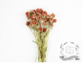 Сухоцвет гомфрена хааг (красный)