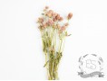 Сухоцвіт гомфрена хааґ (пудровий) букет