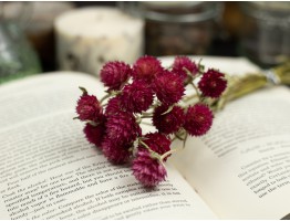 Сухоцвет гомфрена хааг (малиновый) букет