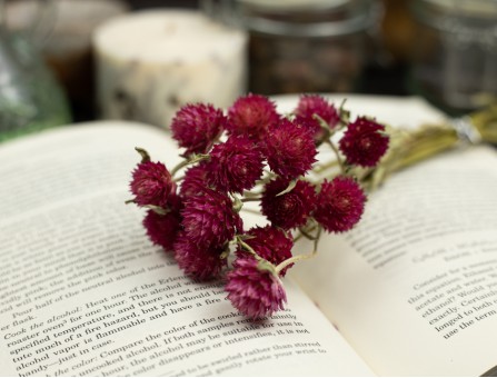 Сухоцвет гомфрена хааг (малиновый) букет