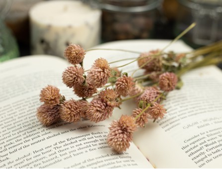 Сухоцвет гомфрена хааг (пудровый) букет