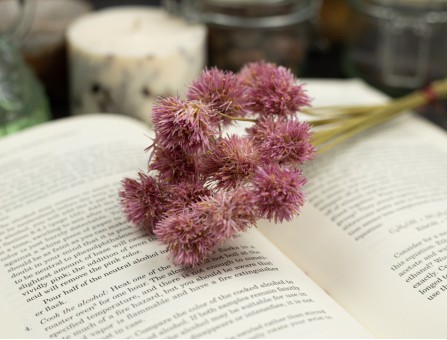 Сухоцвет гомфрена хааг (розовый) букет