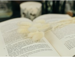 Сухоцвіт лагурус (зайцехвіст) стабілізований білий