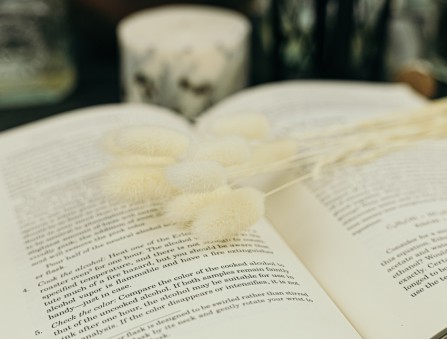 Сухоцвіт лагурус (зайцехвіст) стабілізований білий