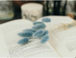 Сухоцвіт лагурус (зайцехвіст) стабілізований блакитний світлий Сухоцвіт лагурус (зайцехвіст) стабілізований блакитний світлий